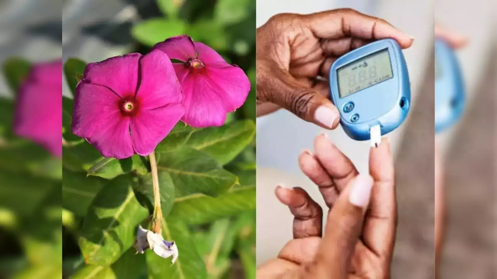 Top Doctor: This Tiny "White Flower Herb" Stabilizes Blood Sugar Overnight